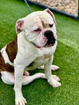 Meet Samuel L Jackson the charismatic and lovable American Bulldog with a hear