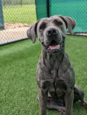 Meet Asuka the lively and affectionate Cane Corso mix whos overflowing with lo