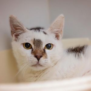 Drago is a timid and sweet young teen He loves gentle pets and quiet conversati