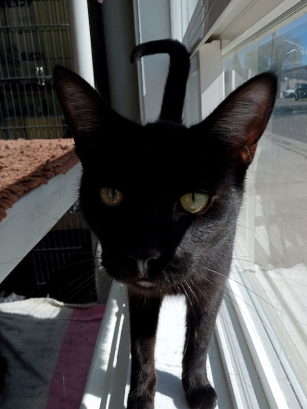 Amber: Petco Klamath Falls, an adoptable Tuxedo in Alturas, CA, 96101 | Photo Image 1