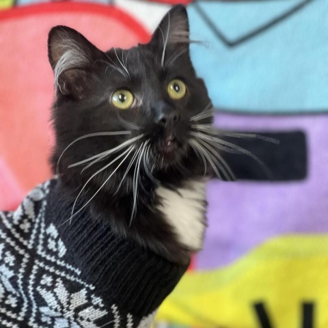 Socks, an adoptable Domestic Short Hair in Garden City, KS, 67846 | Photo Image 1