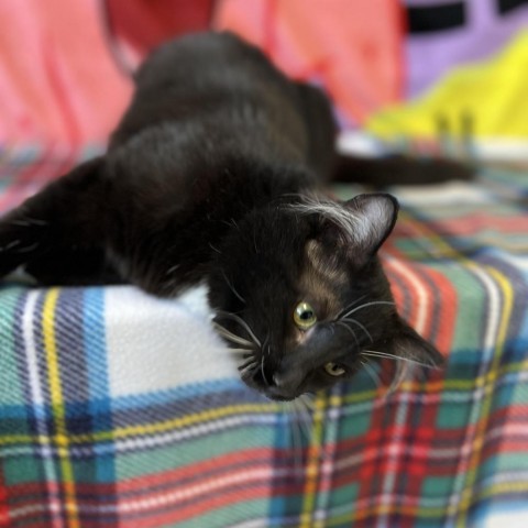 Socks, an adoptable Domestic Short Hair in Garden City, KS, 67846 | Photo Image 5