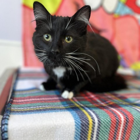 Socks, an adoptable Domestic Short Hair in Garden City, KS, 67846 | Photo Image 6