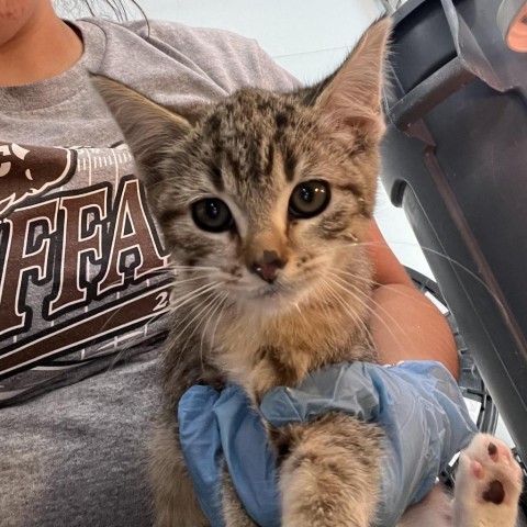 Candice, an adoptable Domestic Short Hair in Garden City, KS, 67846 | Photo Image 1