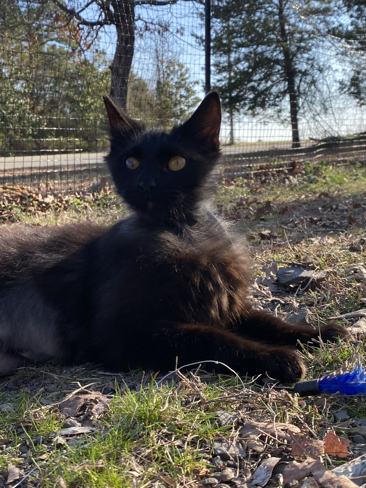 India, an adoptable Domestic Medium Hair in Drasco, AR, 72530 | Photo Image 1