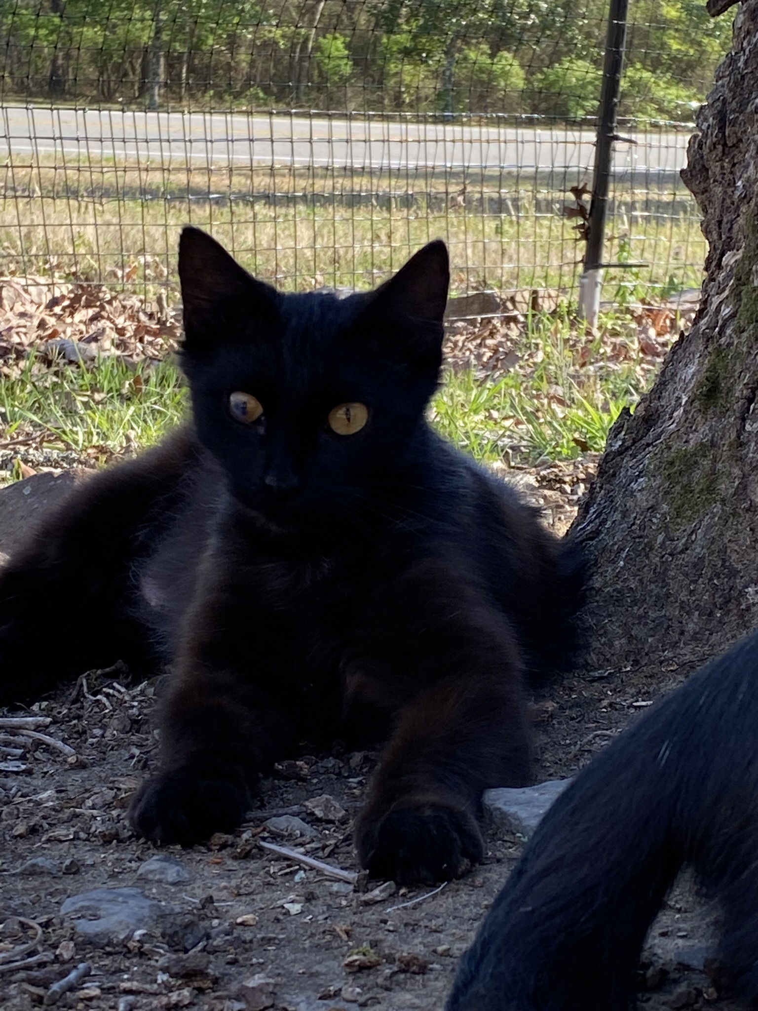 India, an adoptable Domestic Medium Hair in Drasco, AR, 72530 | Photo Image 2