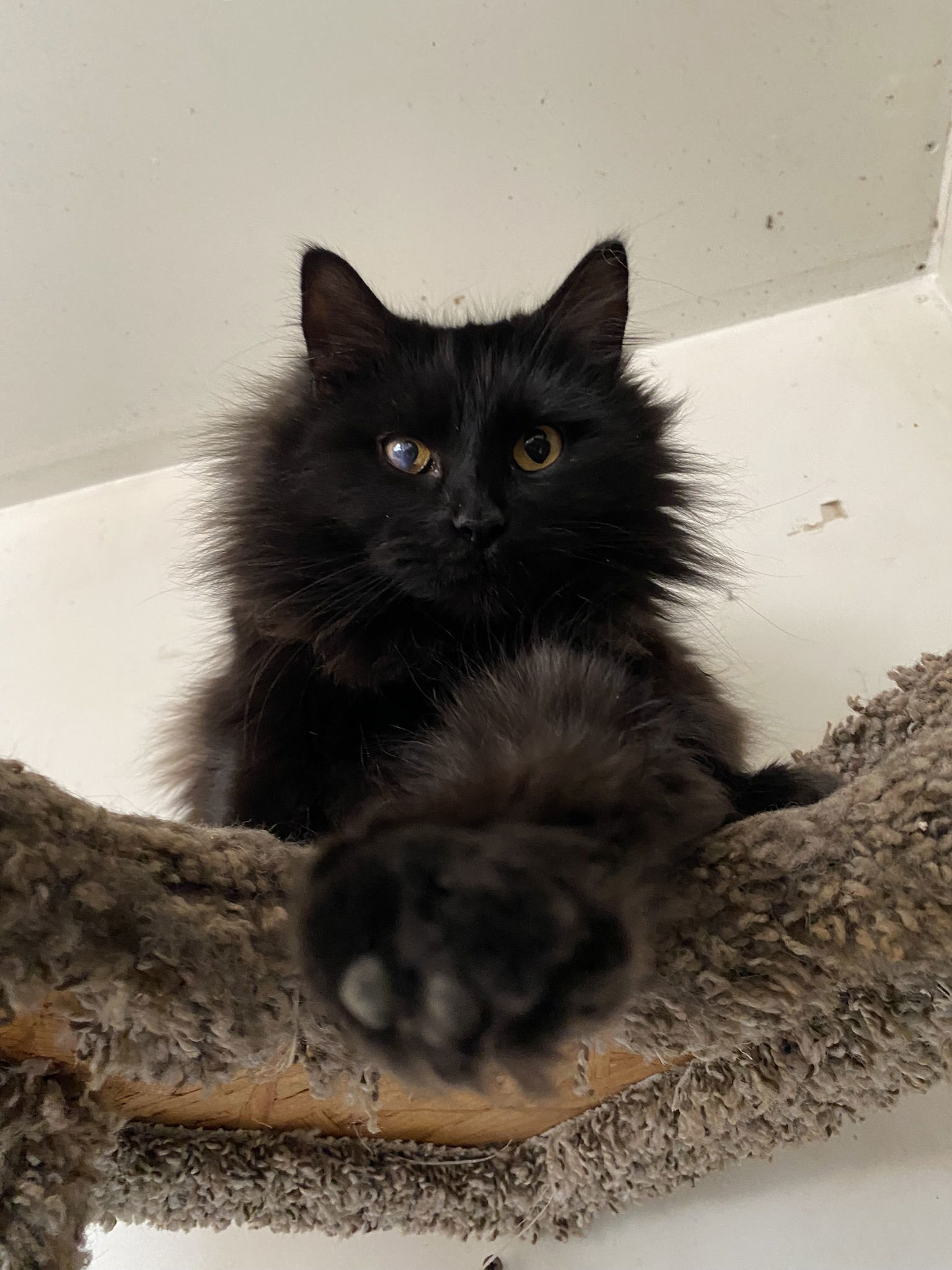 India, an adoptable Domestic Medium Hair in Drasco, AR, 72530 | Photo Image 2