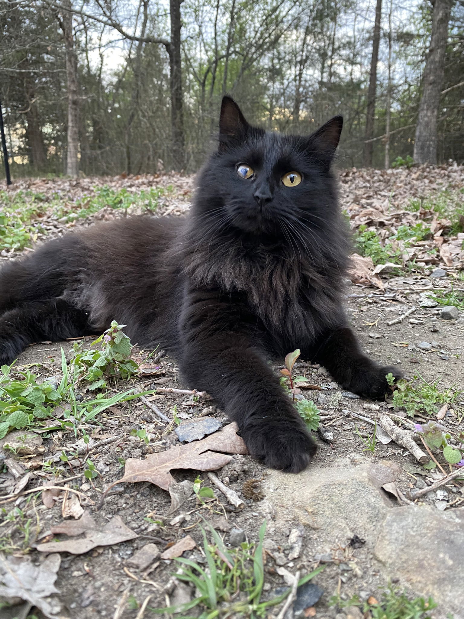 India, an adoptable Domestic Medium Hair in Drasco, AR, 72530 | Photo Image 3