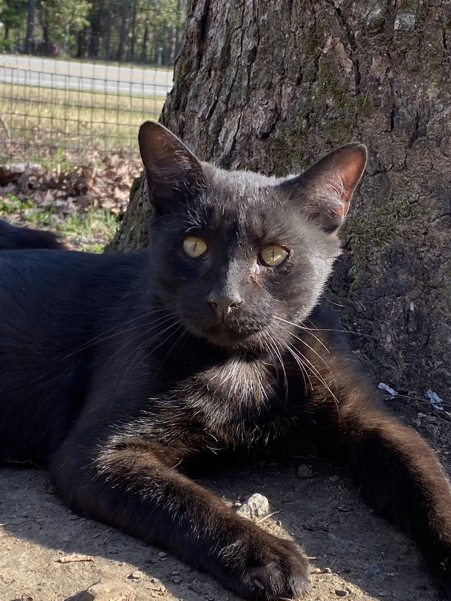 Gunner, an adoptable Domestic Short Hair in Drasco, AR, 72530 | Photo Image 1