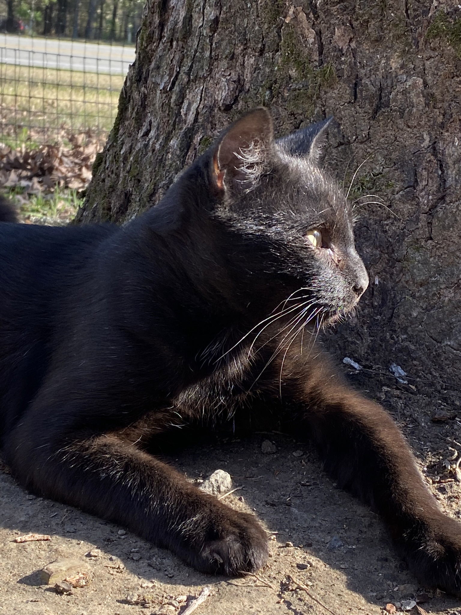 Gunner, an adoptable Domestic Short Hair in Drasco, AR, 72530 | Photo Image 2