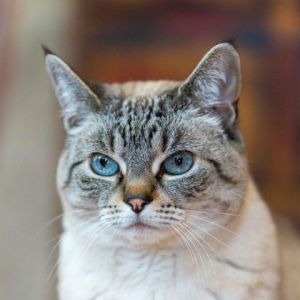 Pretty little Thumbelina is a fabulous lynx point Siamese kitty who is ready to 