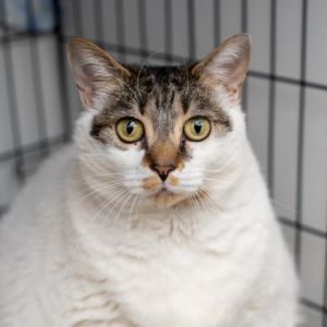 MEET BIG RAINBOW This sweet cat needs little introduction but WOW we are in LOVE Initially close 