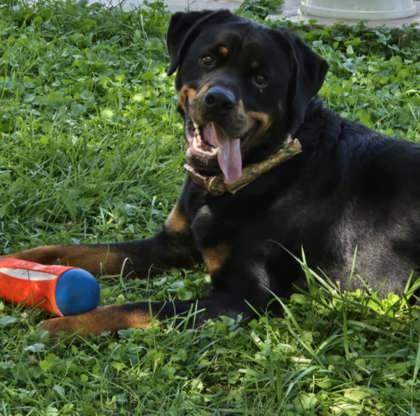 Lenny, an adoptable Rottweiler, Mixed Breed in West Allis, WI, 53214 | Photo Image 1