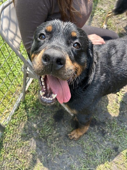 Lenny, an adoptable Rottweiler, Mixed Breed in West Allis, WI, 53214 | Photo Image 1
