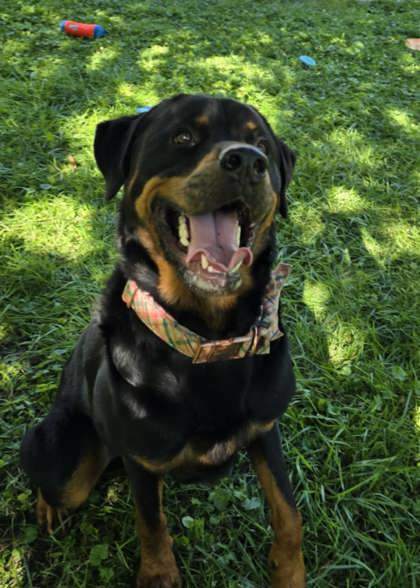 Lenny, an adoptable Rottweiler, Mixed Breed in West Allis, WI, 53214 | Photo Image 2