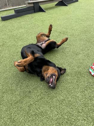 Lenny, an adoptable Rottweiler, Mixed Breed in West Allis, WI, 53214 | Photo Image 3