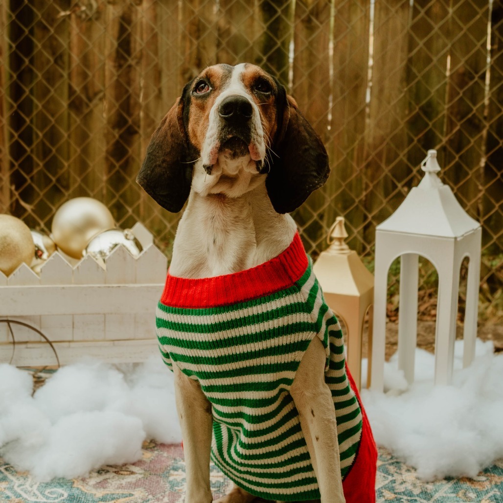 Roscoe Jenkins, an adoptable Coonhound in Enterprise, AL, 36330 | Photo Image 1