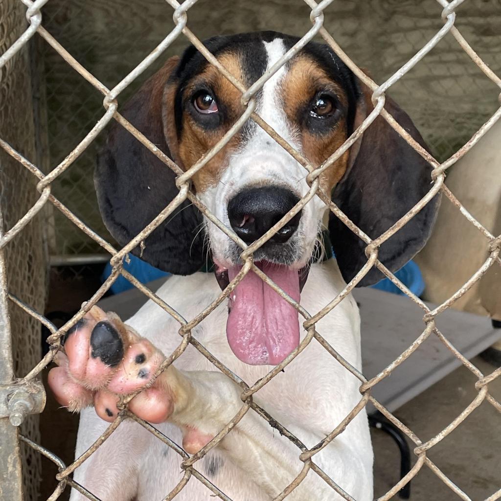 Roscoe Jenkins, an adoptable Coonhound in Enterprise, AL, 36330 | Photo Image 2