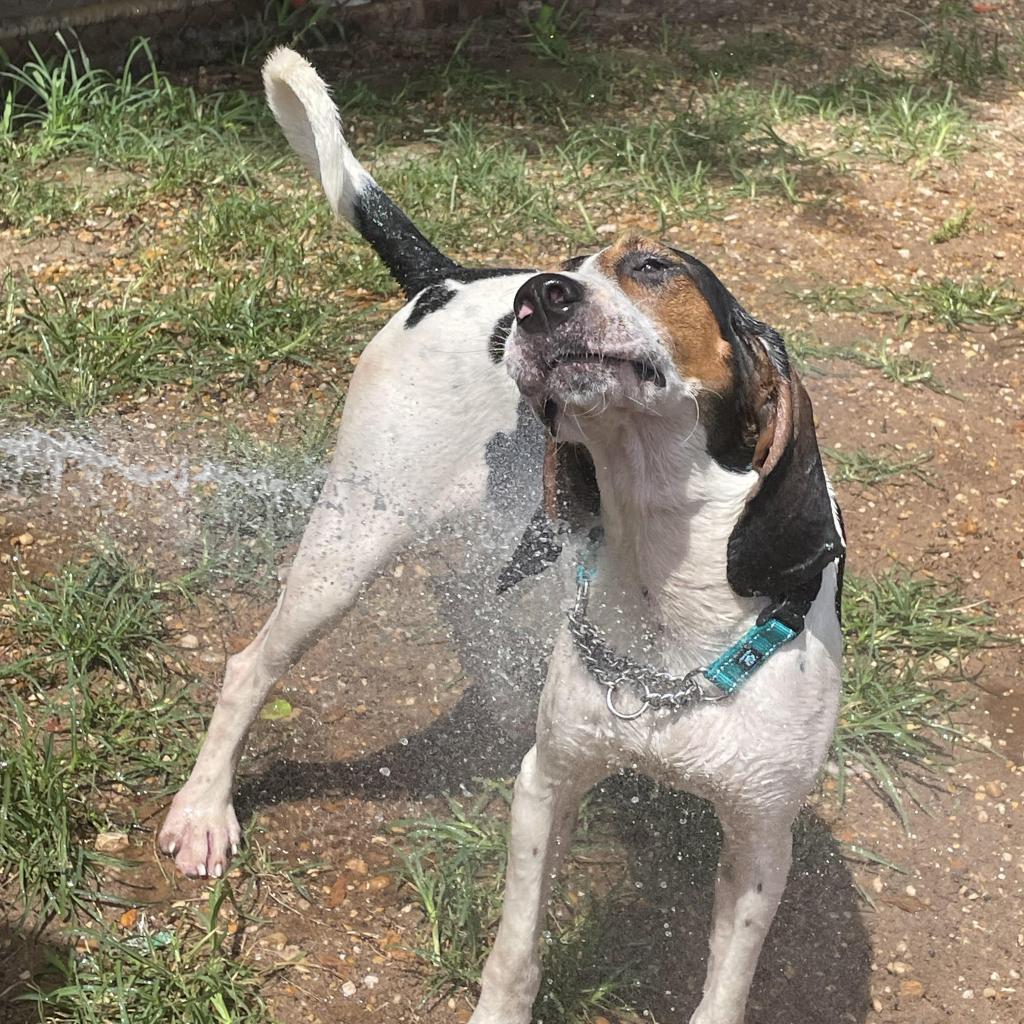 Roscoe Jenkins, an adoptable Coonhound in Enterprise, AL, 36330 | Photo Image 3