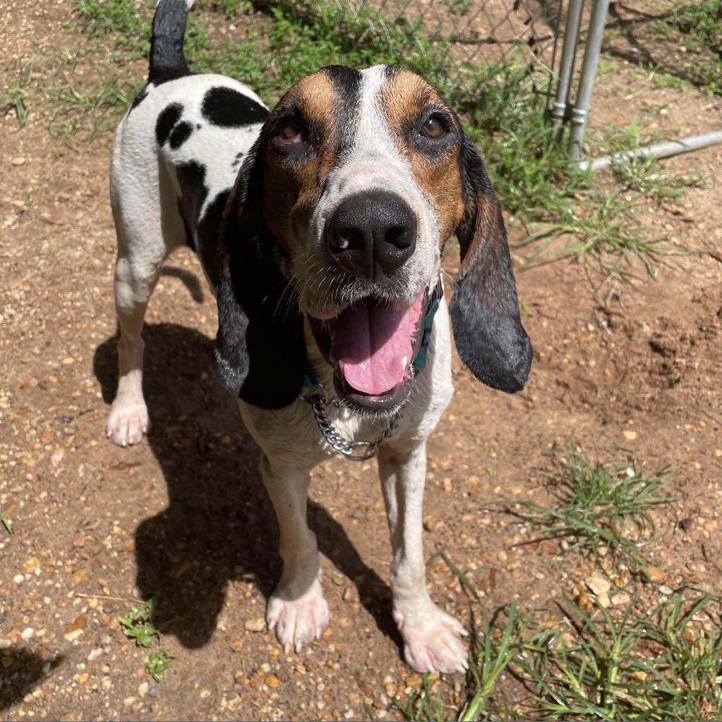 Roscoe Jenkins, an adoptable Coonhound in Enterprise, AL, 36330 | Photo Image 4