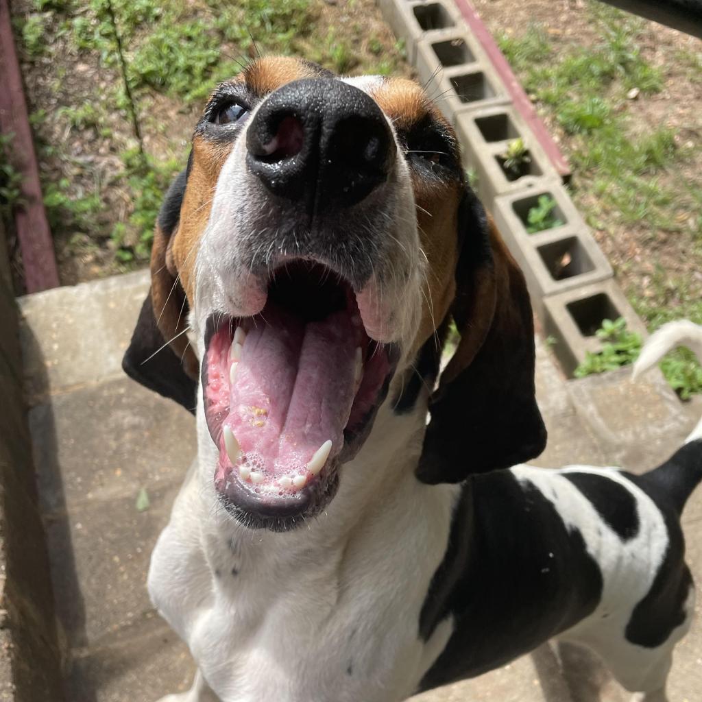 Roscoe Jenkins, an adoptable Coonhound in Enterprise, AL, 36330 | Photo Image 5