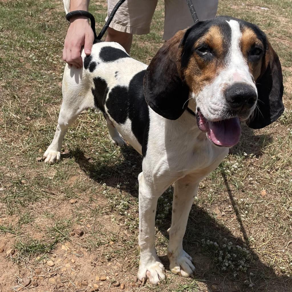 Roscoe Jenkins