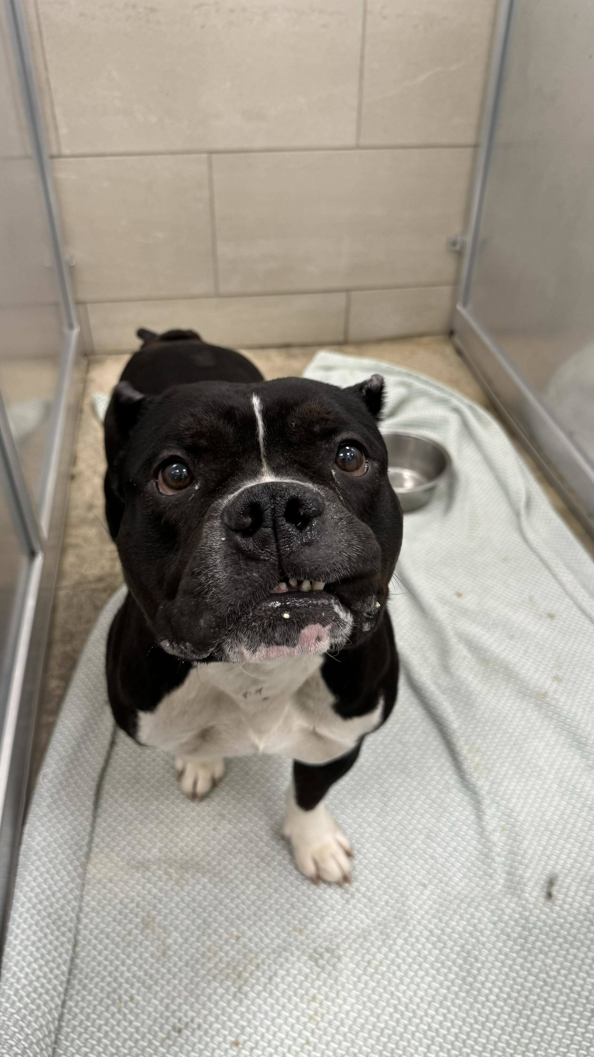 Coco 2, an adoptable Pit Bull Terrier, English Bulldog in Arlee, MT, 59821 | Photo Image 2