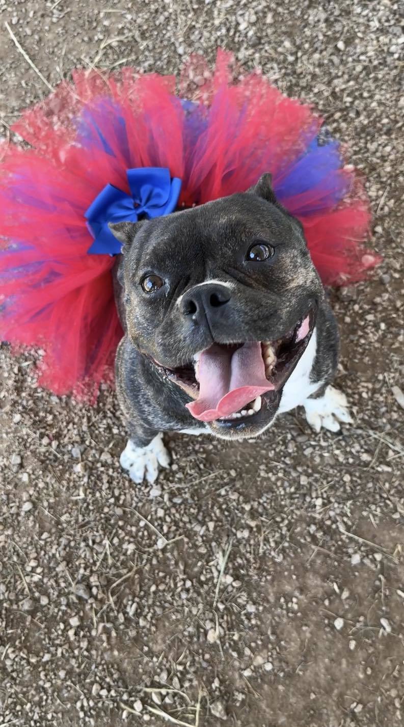 Coco 2, an adoptable Pit Bull Terrier, English Bulldog in Arlee, MT, 59821 | Photo Image 4