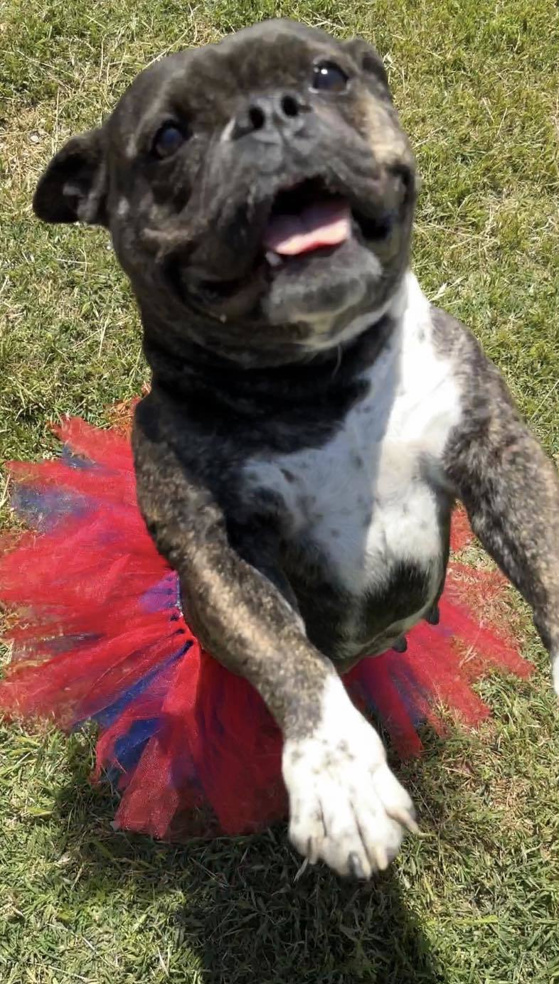 Coco 2, an adoptable Pit Bull Terrier, English Bulldog in Arlee, MT, 59821 | Photo Image 5