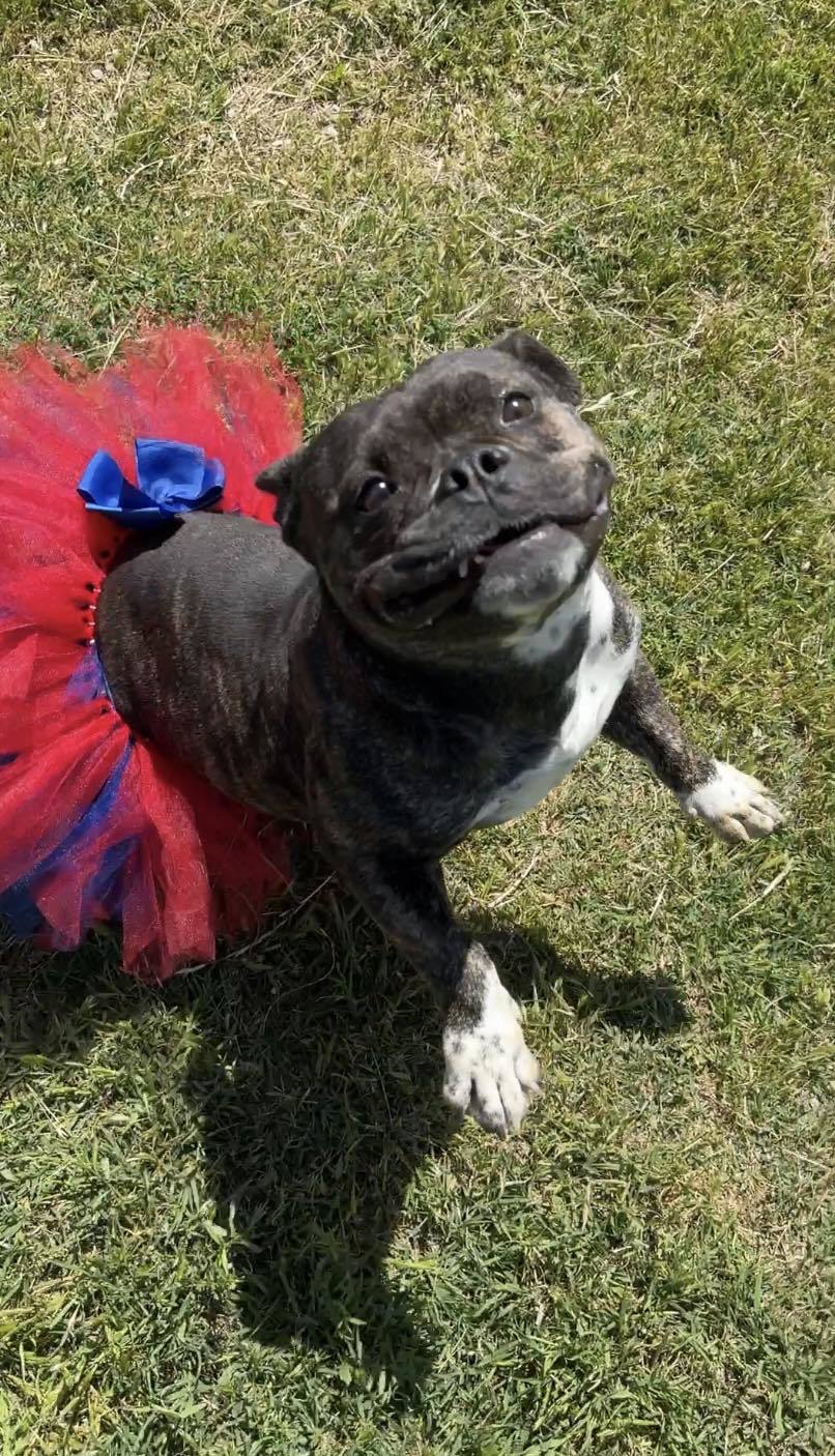 Coco 2, an adoptable Pit Bull Terrier, English Bulldog in Arlee, MT, 59821 | Photo Image 6