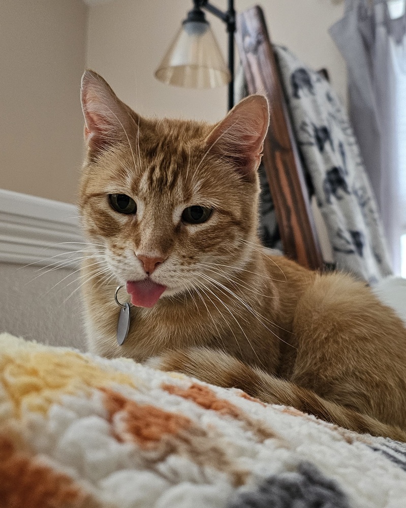 Salmon, an adoptable Domestic Short Hair in Lafayette, CO, 80026 | Photo Image 1