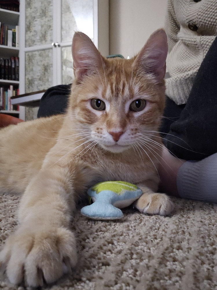 Salmon, an adoptable Domestic Short Hair in Lafayette, CO, 80026 | Photo Image 4