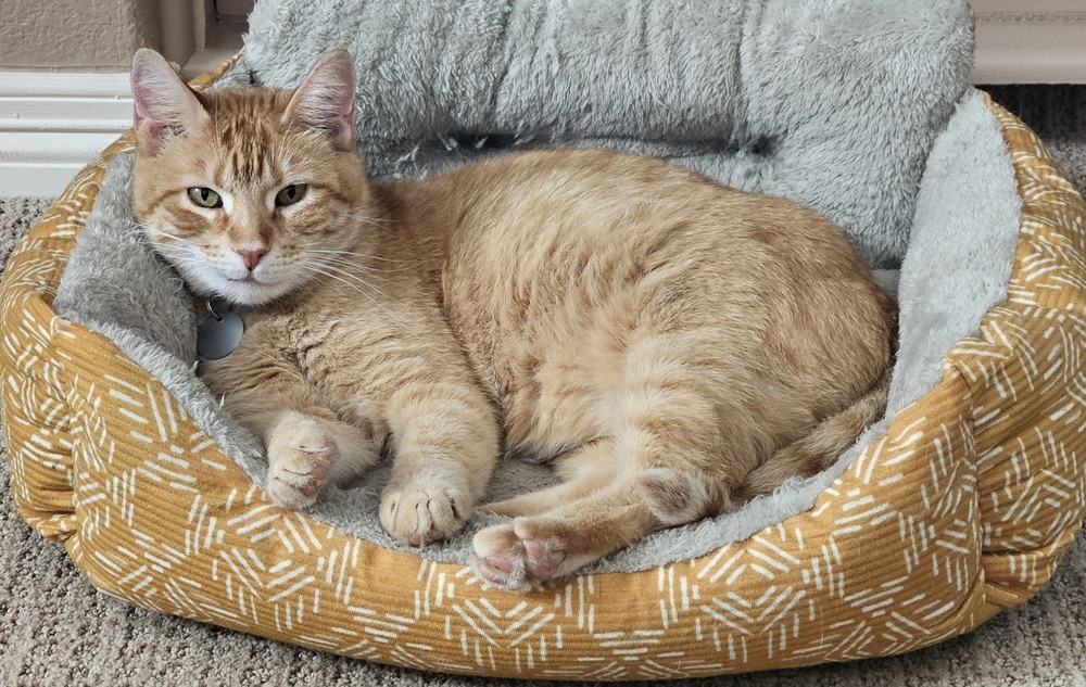 Salmon, an adoptable Domestic Short Hair in Lafayette, CO, 80026 | Photo Image 6