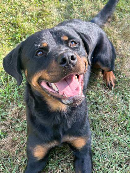 Nash, an adoptable Rottweiler, Mixed Breed in West Allis, WI, 53214 | Photo Image 1