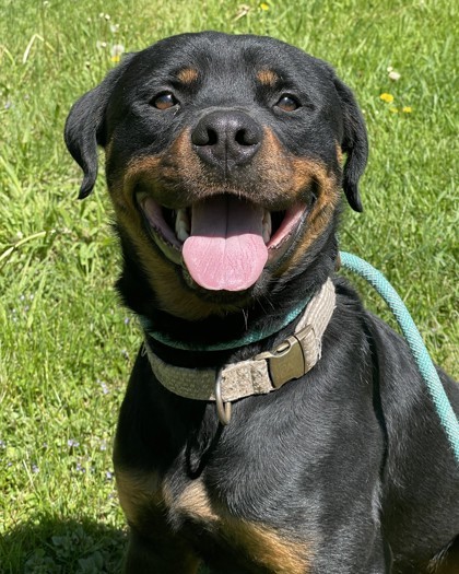 Nash, an adoptable Rottweiler, Mixed Breed in West Allis, WI, 53214 | Photo Image 2