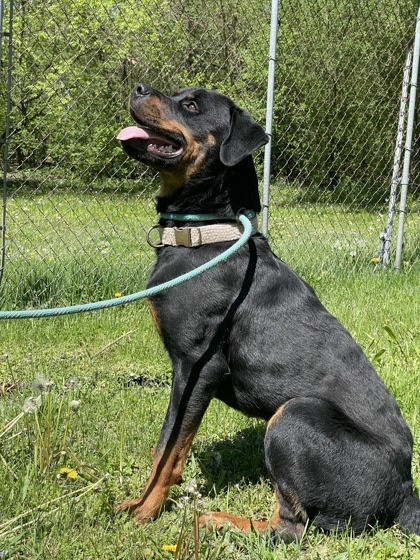 Nash, an adoptable Rottweiler, Mixed Breed in West Allis, WI, 53214 | Photo Image 3