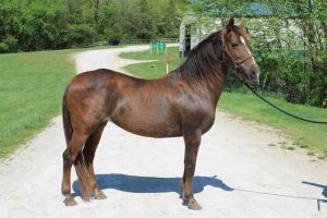 JAZZY, Adult Female Paso Fino