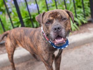 Background Baby Cakes a 2-year-old large mixed breed male entered the MACC system on April 29th a
