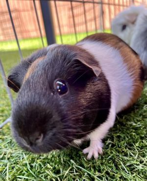 SKID Guinea Pig Small & Furry