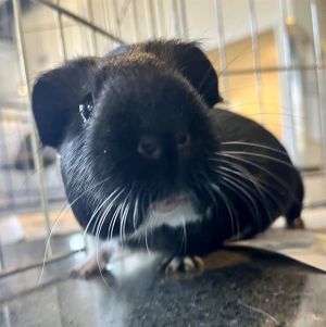 MOOSE Guinea Pig Small & Furry