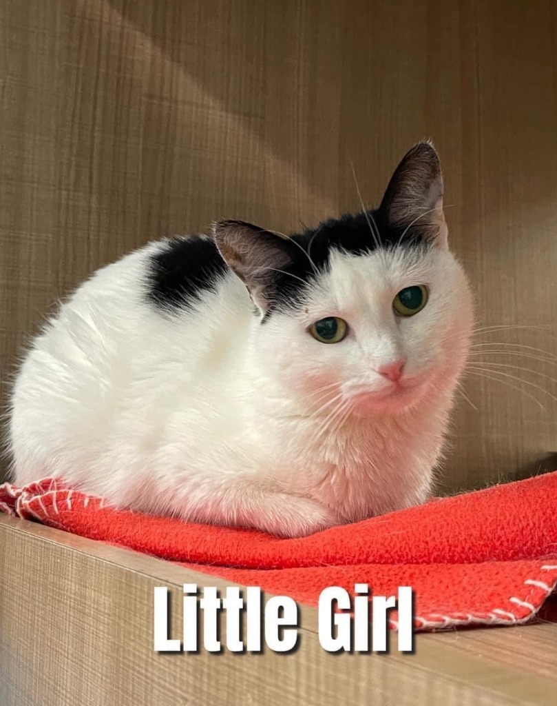 Little Girl, an adoptable Domestic Short Hair in Bossier City, LA, 71111 | Photo Image 1