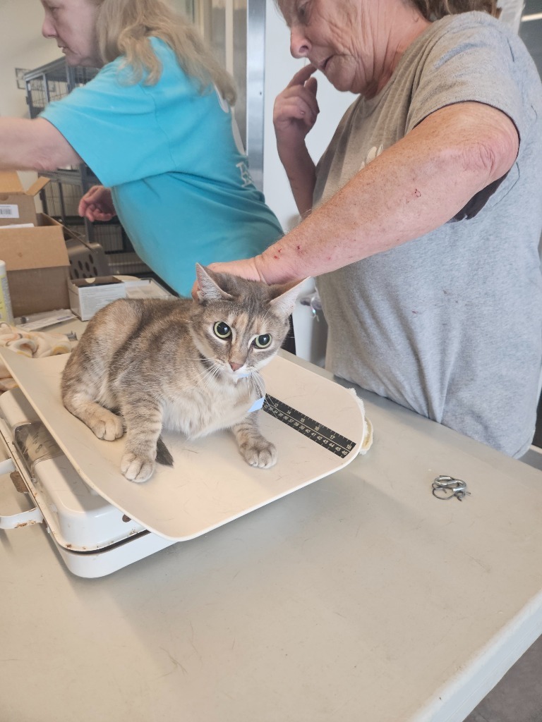 Cookie, an adoptable Domestic Short Hair in Bossier City, LA, 71111 | Photo Image 2