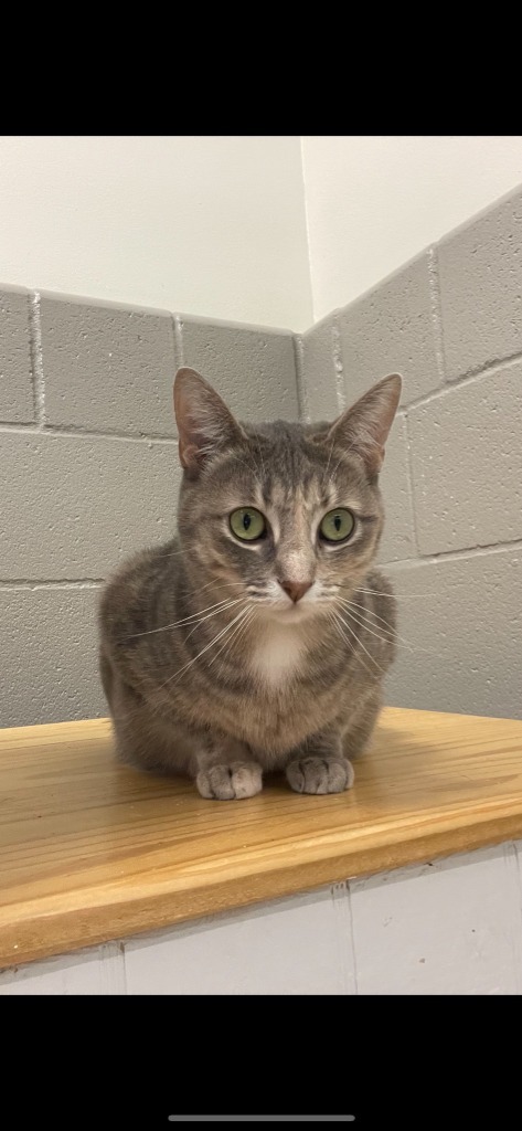 Cookie, an adoptable Domestic Short Hair in Bossier City, LA, 71111 | Photo Image 3