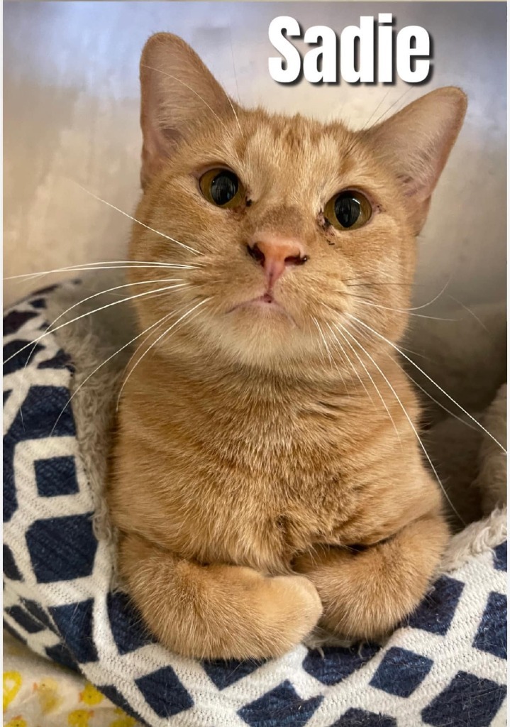 Sadie, an adoptable Domestic Short Hair in Bossier City, LA, 71111 | Photo Image 1