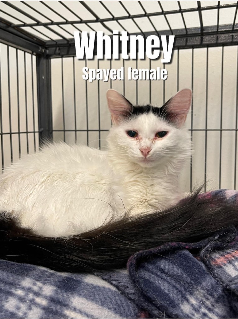 Whitney, an adoptable Domestic Short Hair in Bossier City, LA, 71111 | Photo Image 1