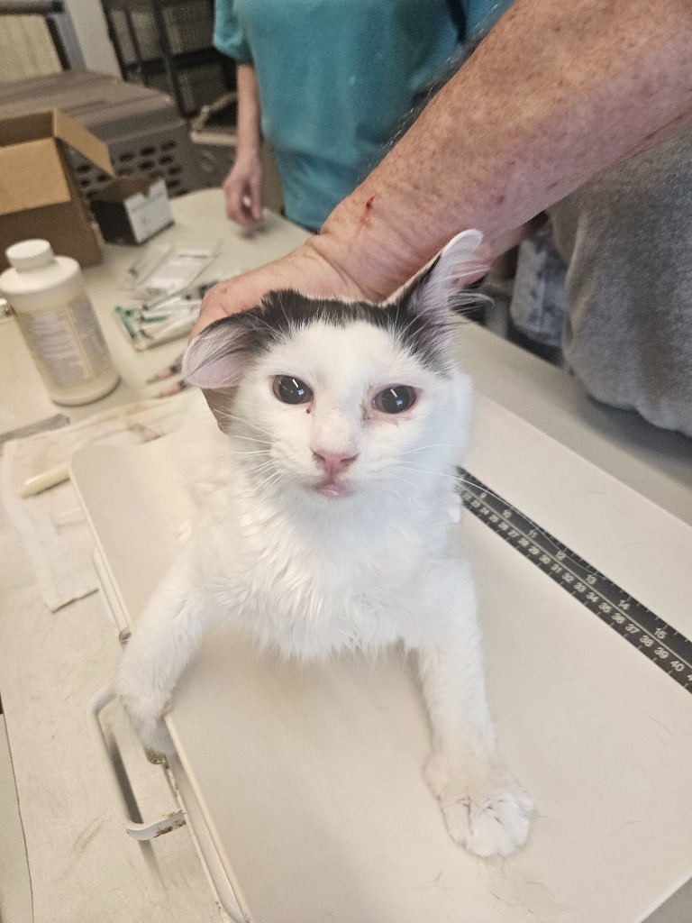 Whitney, an adoptable Domestic Short Hair in Bossier City, LA, 71111 | Photo Image 2