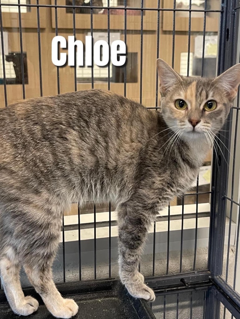 Chloe, an adoptable Domestic Short Hair in Bossier City, LA, 71111 | Photo Image 1