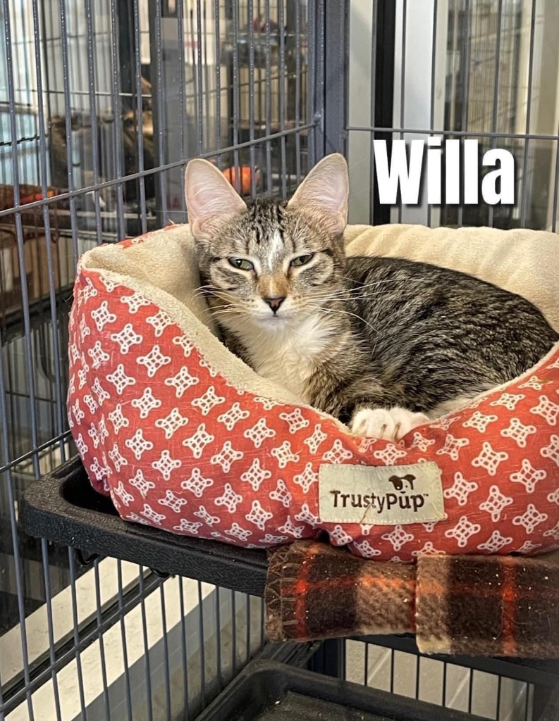 Willa, an adoptable Domestic Short Hair in Bossier City, LA, 71111 | Photo Image 1