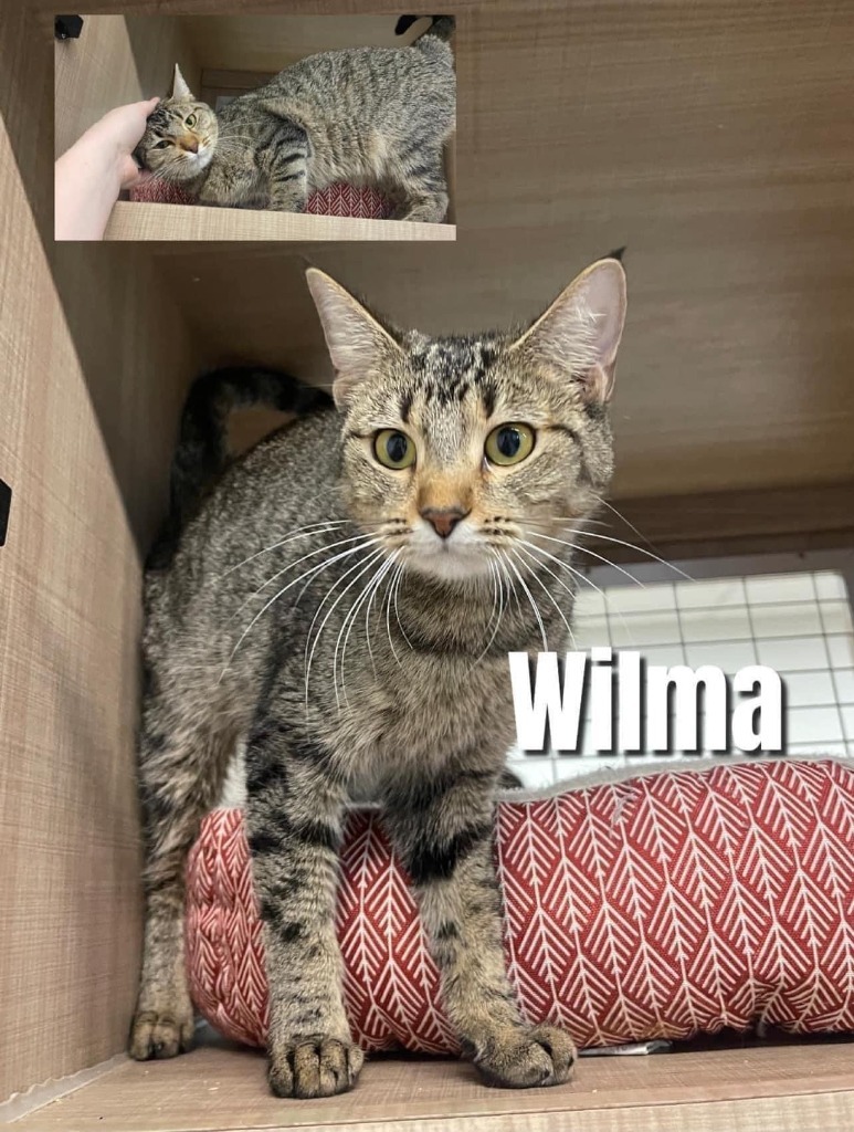 Wilma, an adoptable Domestic Short Hair in Bossier City, LA, 71111 | Photo Image 1