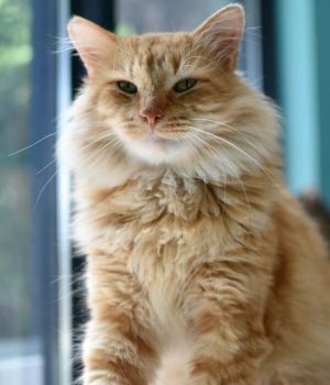 Cheeto is an extremely affectionate cat who only wants a human or two to love on and love him in